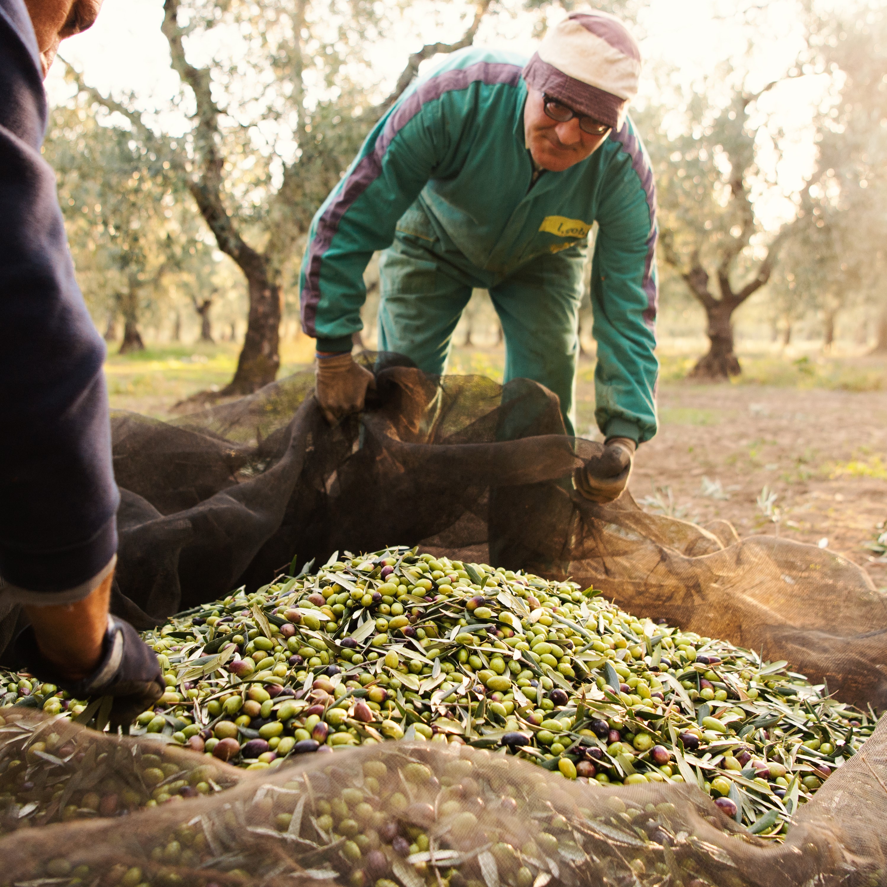 Olio Guglielmi